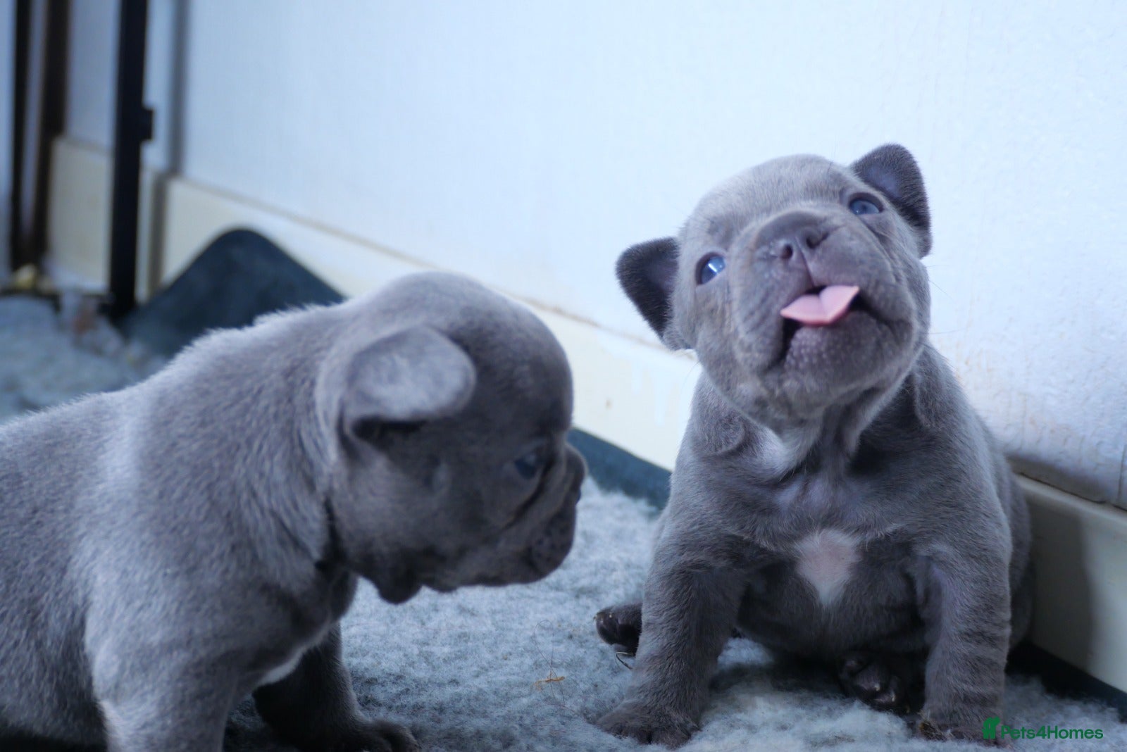 French Bulldog dogs French bulldog puppies  - Advert 1
