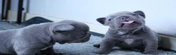 French Bulldog dogs for sale: French bulldog puppies  in Edinburgh - Advert 1