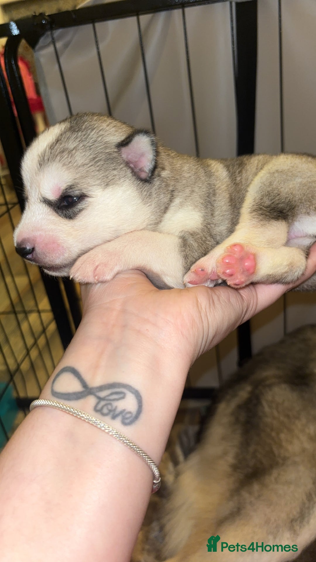 Siberian Husky dogs for sale: 6 Beautiful Siberian Husky’s ❤️ - Advert 16