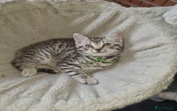 British Shorthair cats for sale: British shorthair  - Image 9