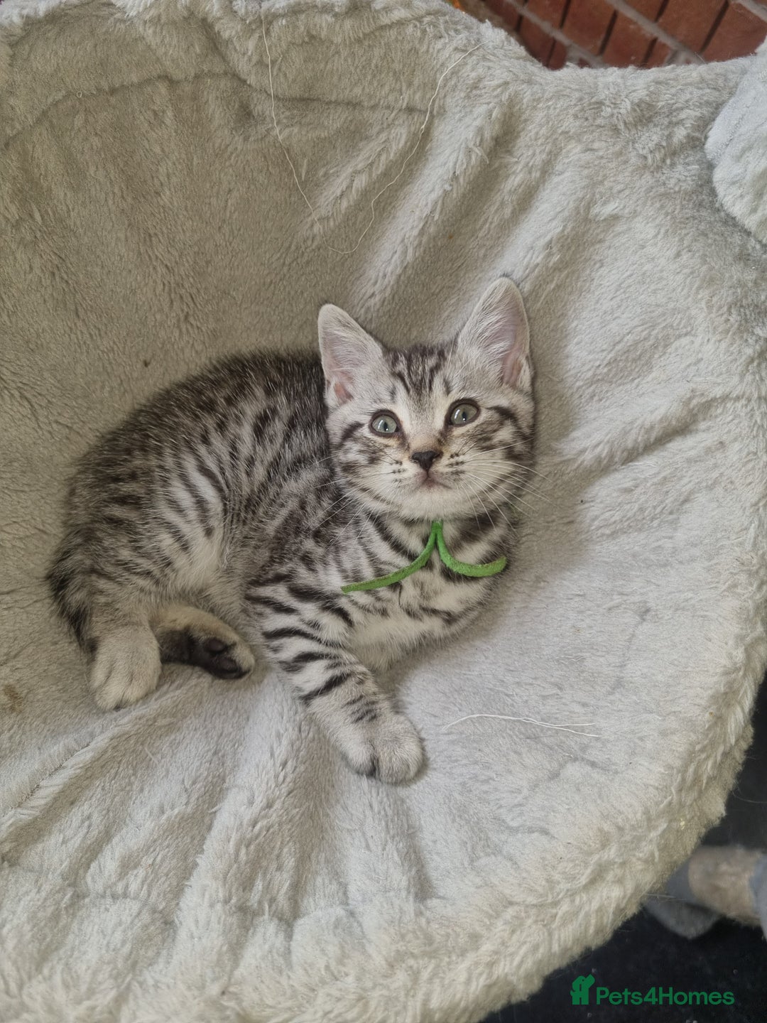 British Shorthair cats for sale: British shorthair  - Image 9