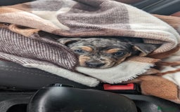 Mixed Breed dogs for sale: Beautifull Dachshund cross English bull dog  - Image 2