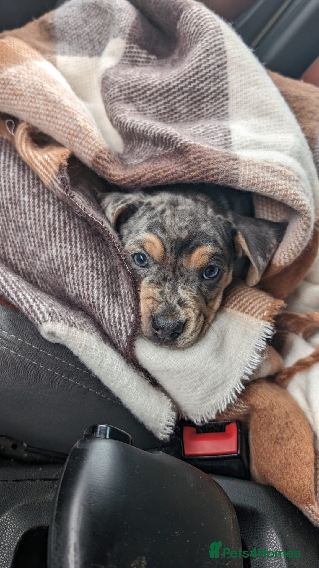 Mixed Breed dogs for sale: Beautifull Dachshund cross English bull dog  - Image 2