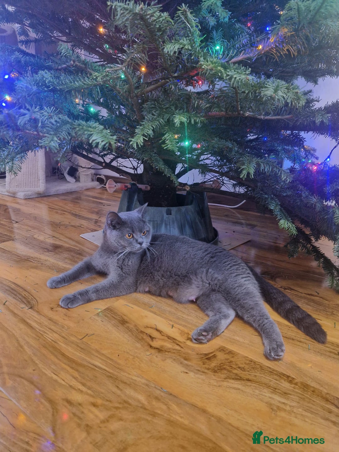 British Shorthair cats for sale: British Shorthair Kittens Blue and Lilac. - Advert 12