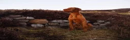 Hungarian Vizsla dogs for sale: Hungarian wirehaired vizsla pups for sale - Advert 10