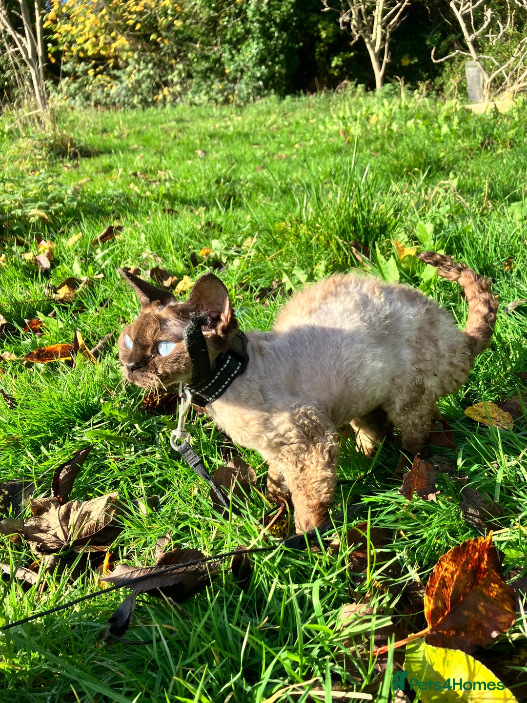 Devon Rex cats for sale: GCCF Registered Young Adult Females - Advert 4
