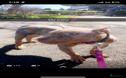 Mixed Breed dogs for sale: Pocket Bully  - Advert 4