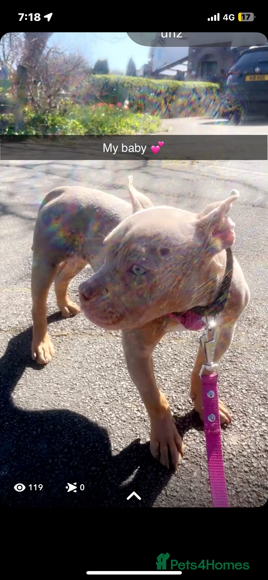 Mixed Breed dogs for sale: Pocket Bully  - Advert 4