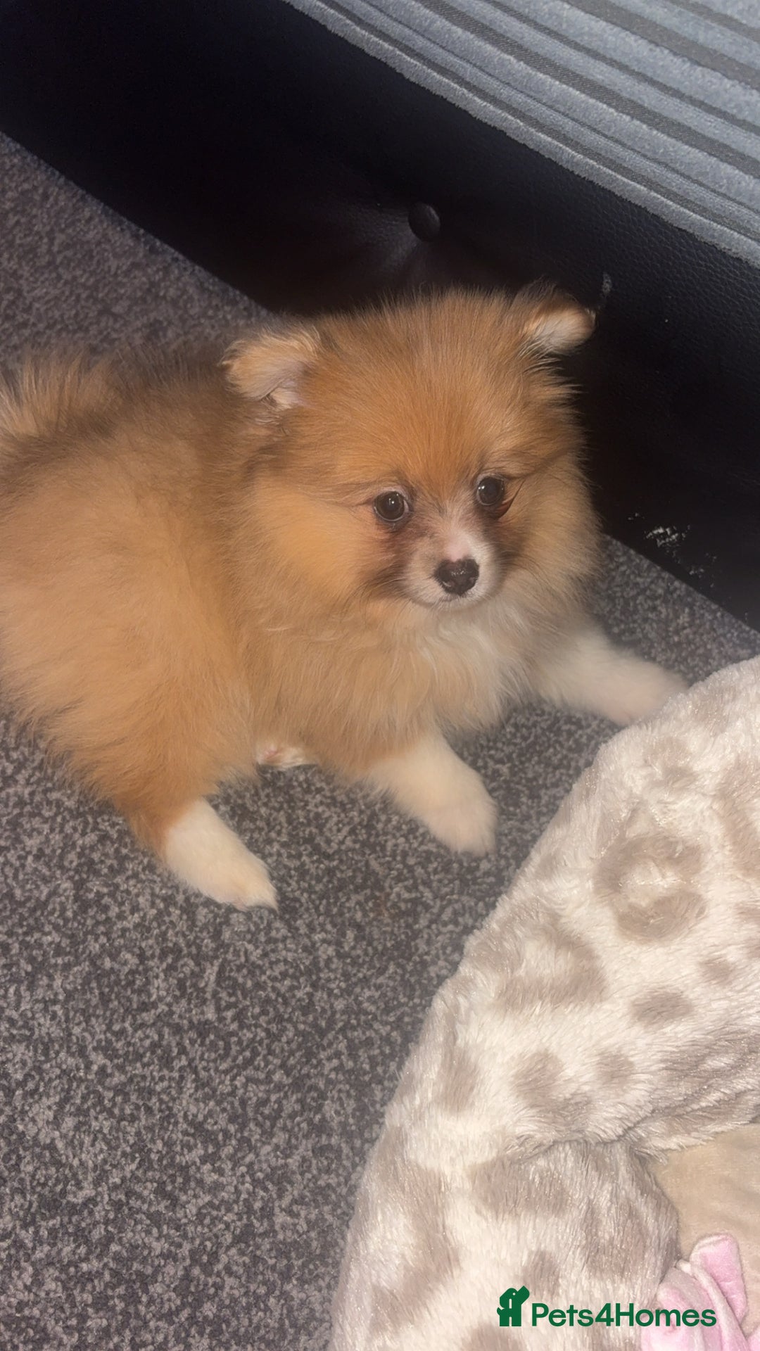 Pomeranian dogs for sale: beautiful 10 week old female Pomeranian puppy🤎 - Advert 2