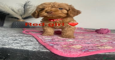 Cockapoo dogs - Advert 5