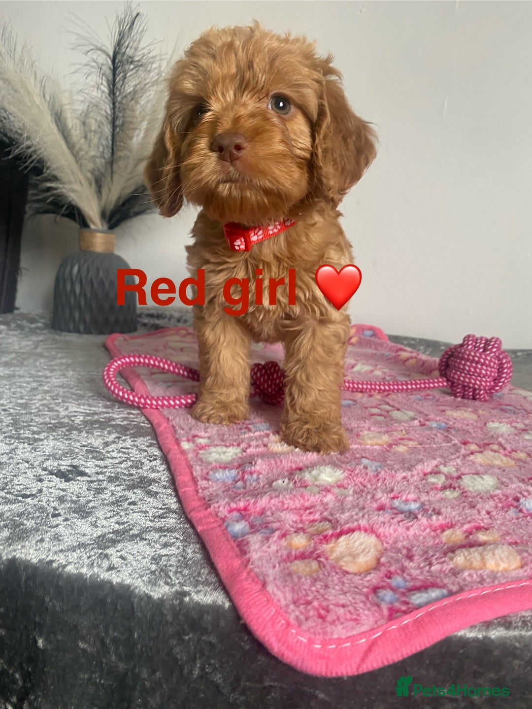 Cockapoo dogs for sale: Cockapoo  - Image 6
