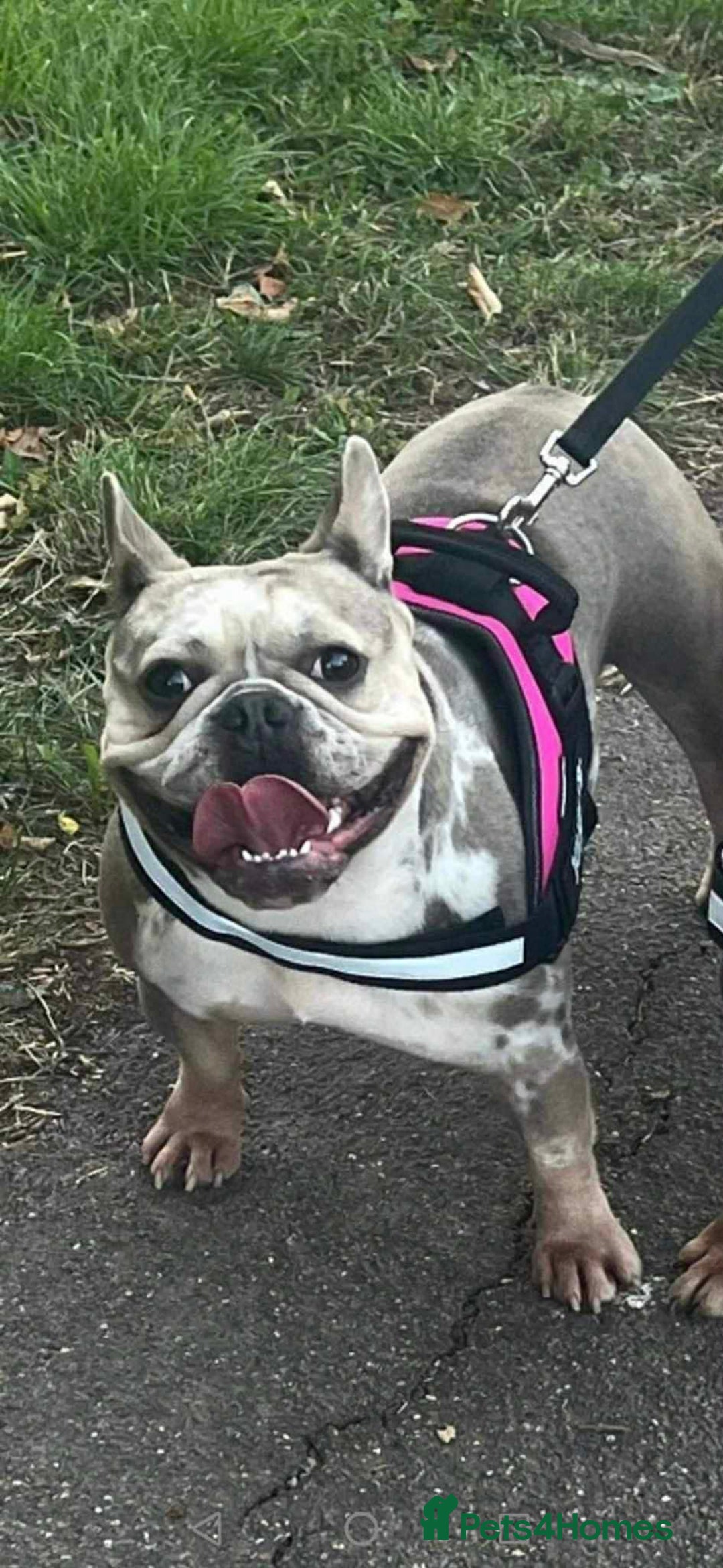 French Bulldog dogs for sale: 🐾 Adorable French Bulldog Puppies for Sale! 🐾  - Advert 5