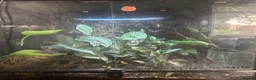 Frog reptiles for sale: Dendronates leucomelas - Advert 10