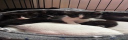 Mixed Breed cats for sale: Beautiful friendly litter of 6 tuxedo kittens - Advert 1