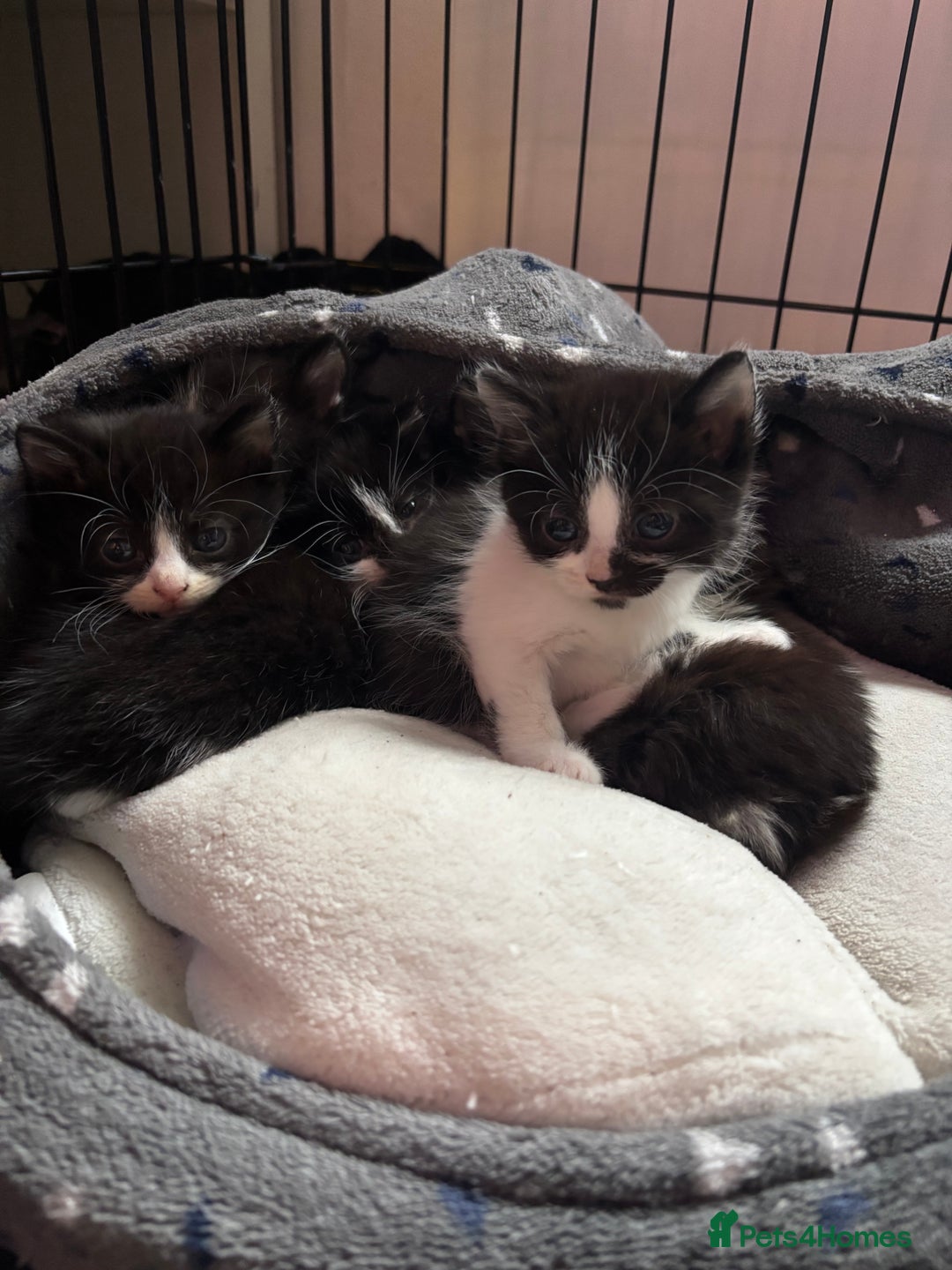 Mixed Breed cats for sale: Beautiful friendly litter of 6 tuxedo kittens - Advert 1