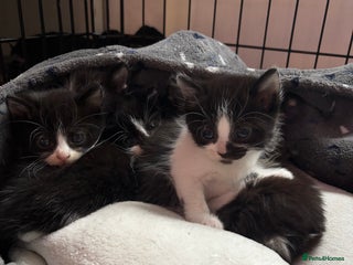 Mixed Breed cats Beautiful friendly litter of 6 tuxedo kittens - Advert 2