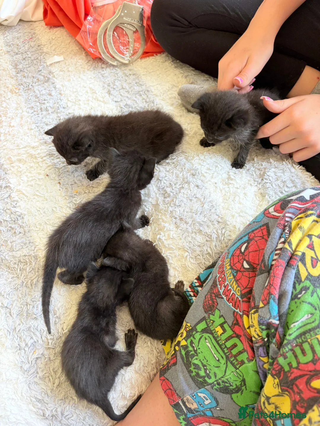 Mixed Breed cats for sale: Kittens for sale - Advert 2