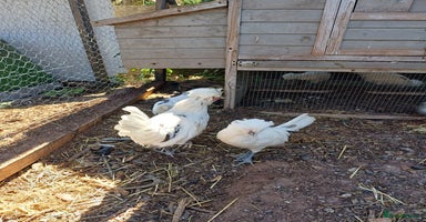 Chickens poultry - Advert 4