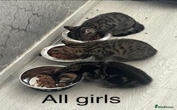 Bengal cats for sale: Gorgeous half bengal kittens for sale. READY NOW  - Image 3