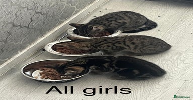 Bengal cats - Advert 4