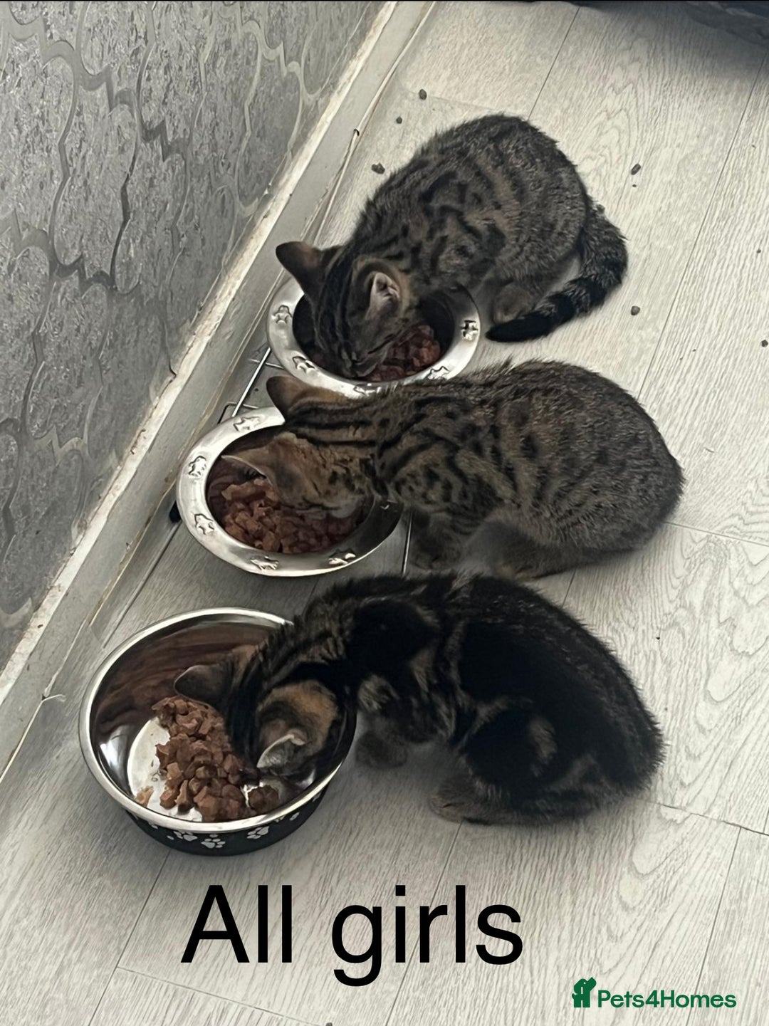 Bengal cats for sale: Gorgeous half bengal kittens for sale. READY NOW  - Image 3