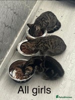 Bengal cats - Advert 4
