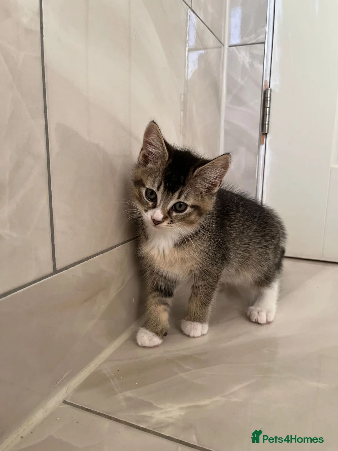 Mixed Breed cats for sale: 3 Female Kittens left from litter of 6  - Advert 3