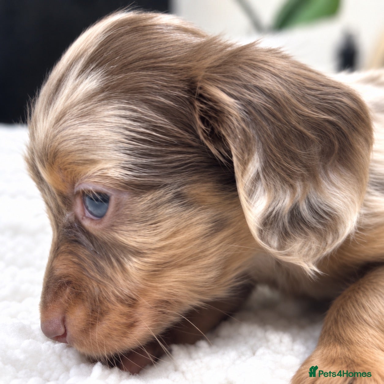 Miniature Dachshund dogs for sale: Tiny KC Longhair Dachshunds  Chocolate & Dapple - Advert 1