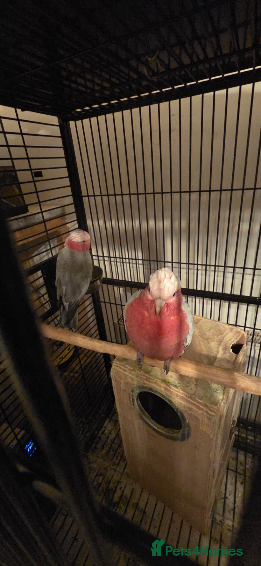 Cockatoo birds Galah Cockatoos - Potential Future Breeding Pair - Advert 6