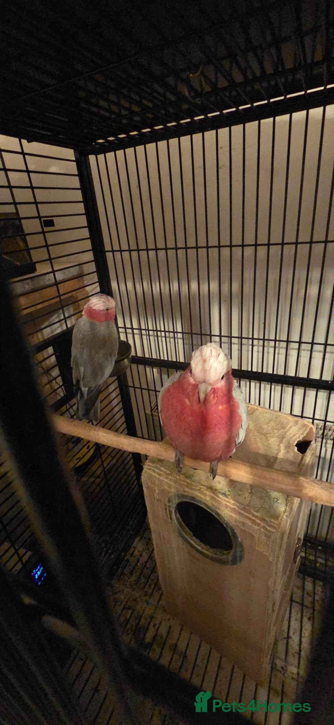 Cockatoo birds for sale: Galah Cockatoos - Potential Future Breeding Pair - Advert 1
