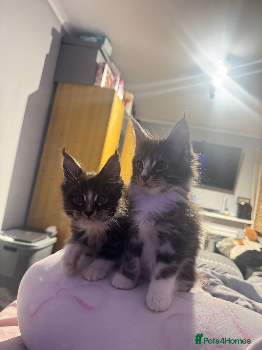 Maine Coon cats for sale: Full Maine Coon for sale - Advert 7