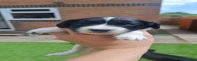 Cocker Spaniel 3