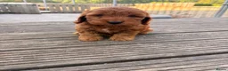 Cockapoo dogs for sale: F1 stunning cockapoos  - Advert 4