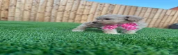 Cockapoo dogs for sale: 🐾 Adorable F1BB Teddy bear toy cockapoos 🐾 - Advert 24