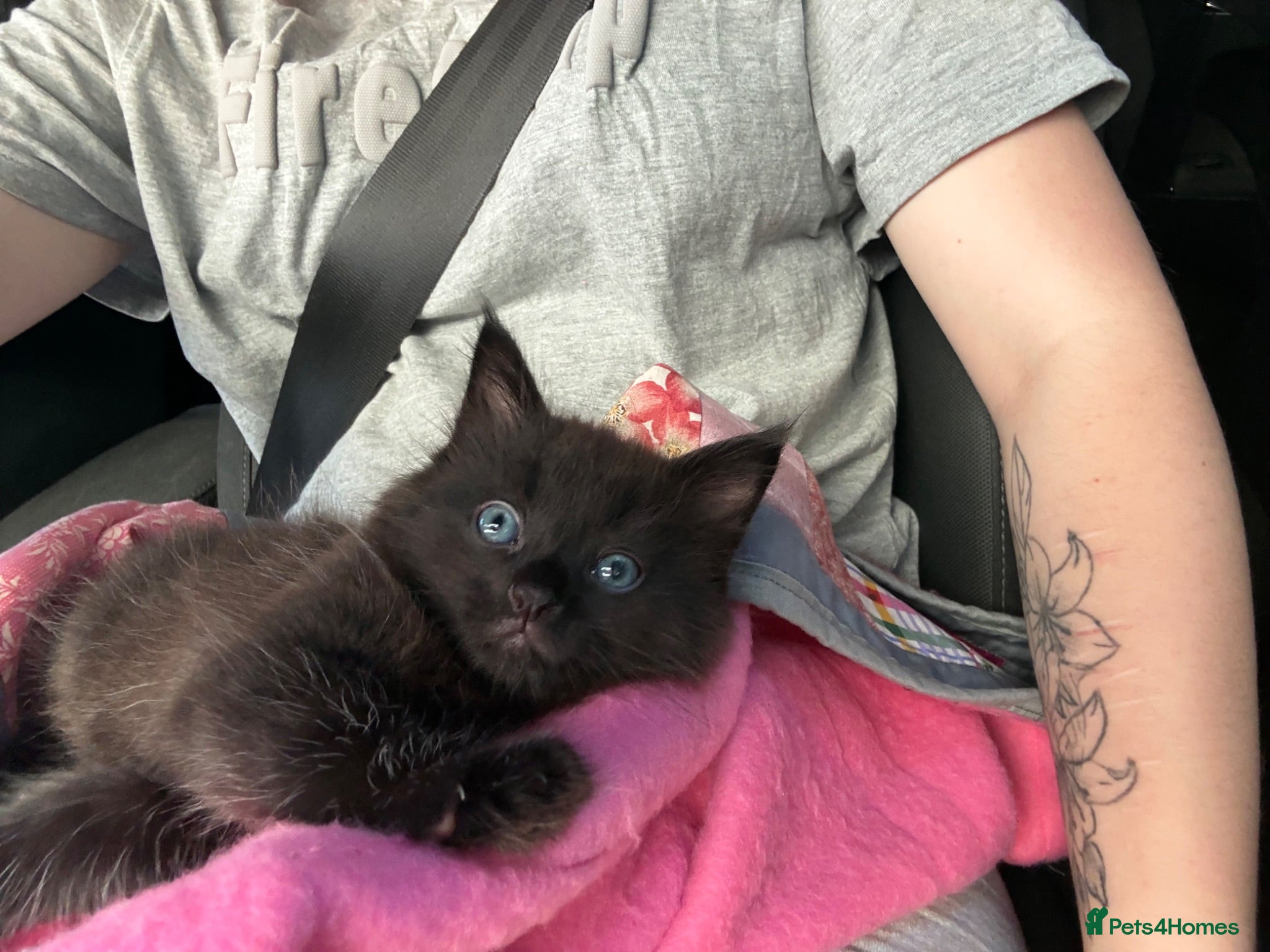 Mixed Breed cats  fluffy black female - Advert 3