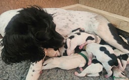 English Springer Spaniel dogs for sale: Beautiful working spaniels for sale - Image 5