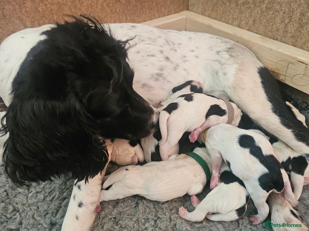 English Springer Spaniel dogs for sale: Beautiful working spaniels for sale - Image 5