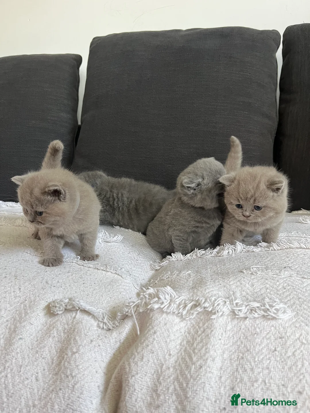 British Shorthair cats for sale: British short hair - Advert 11