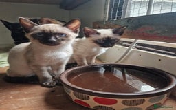 Mixed Breed cats for sale: Bengamese kittens, Bengal/Siamese mix  - Image 3