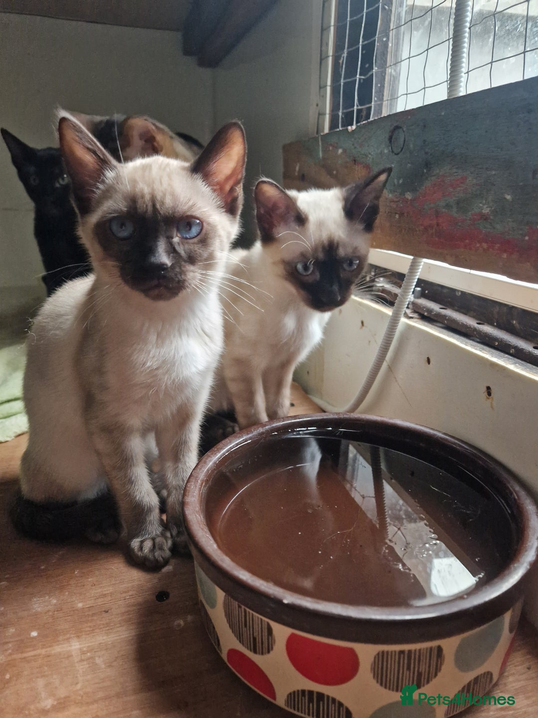 Mixed Breed cats for sale: Bengamese kittens, Bengal/Siamese mix  - Image 3
