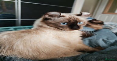 American Curl cats in Oldham - Advert 3