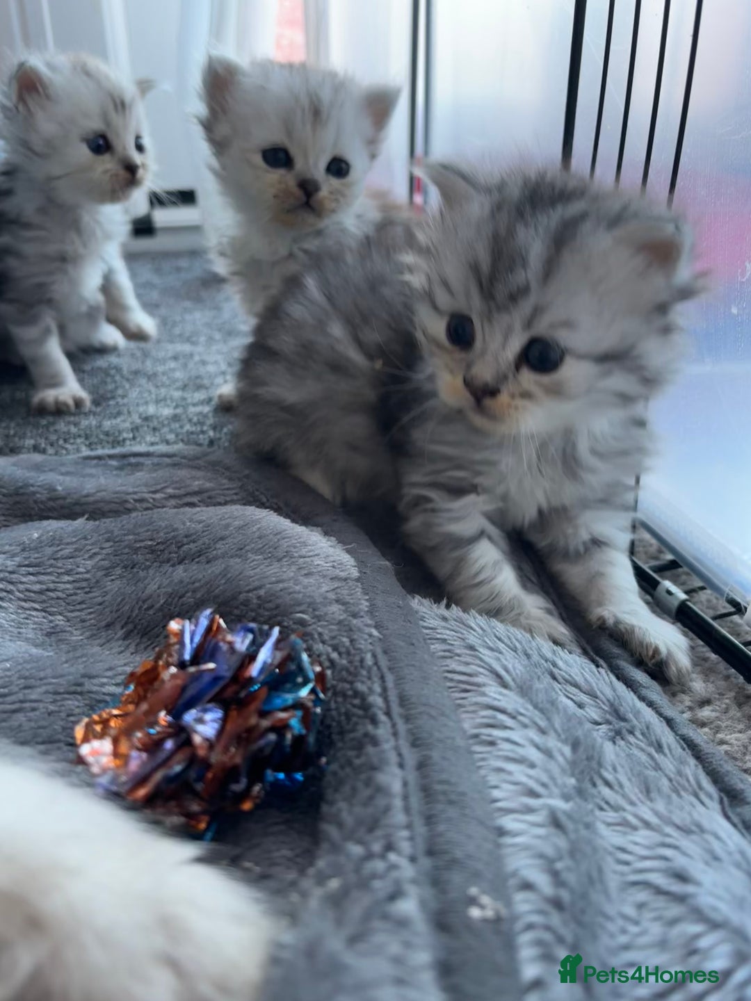 Persian cats for sale: Stunning Persian X mainecoon babies - Advert 15