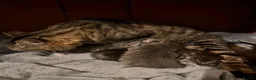 Siberian cats for sale: Two mix Siberian girls!! - Advert 8