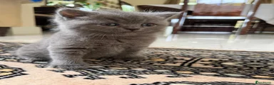 Kitten 1
