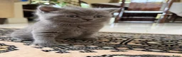 British Shorthair cats for sale: 3 British Shorthair Kittens  - Advert 8