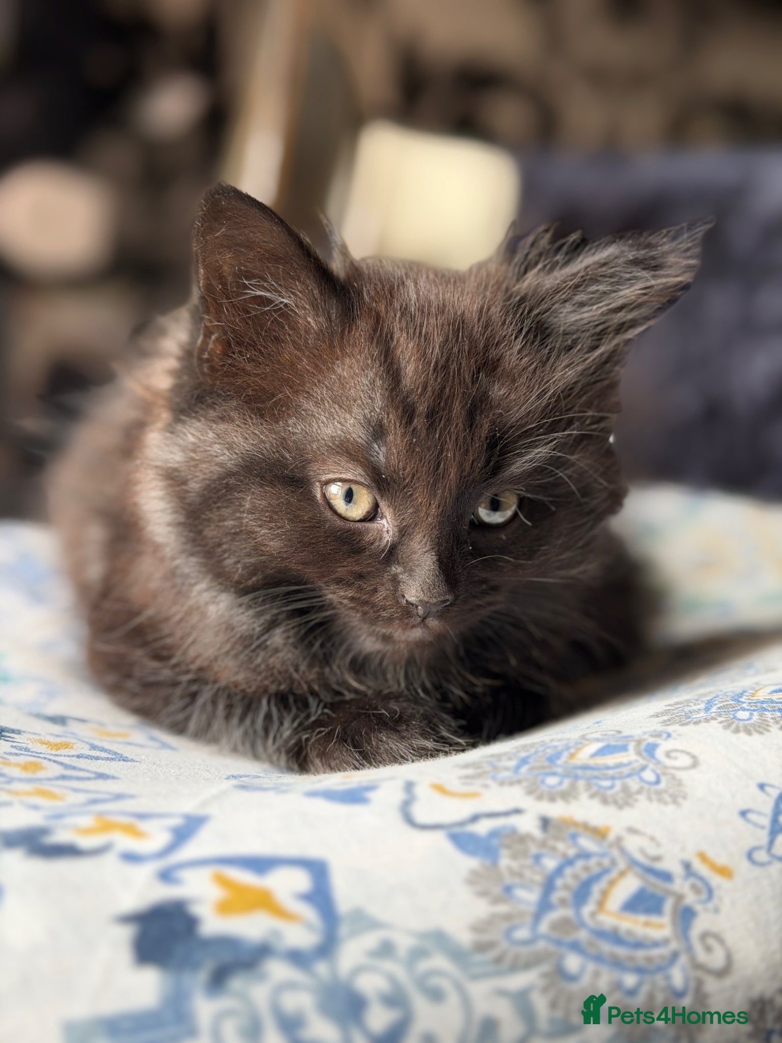 American Shorthair cats for sale: Beautiful Kitten - Advert 1