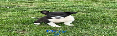 Border Collie Puppy 3