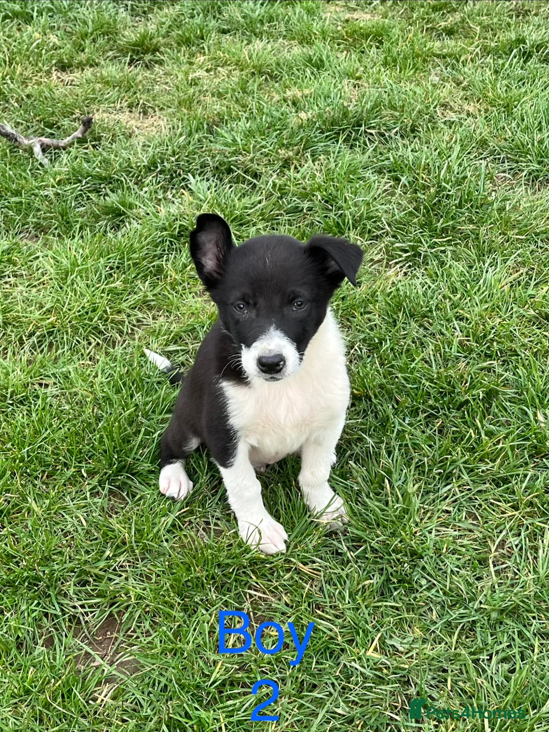 Border Collie dogs for sale: ⭐️2 Border Collie Pups left⭐️ - Advert 29