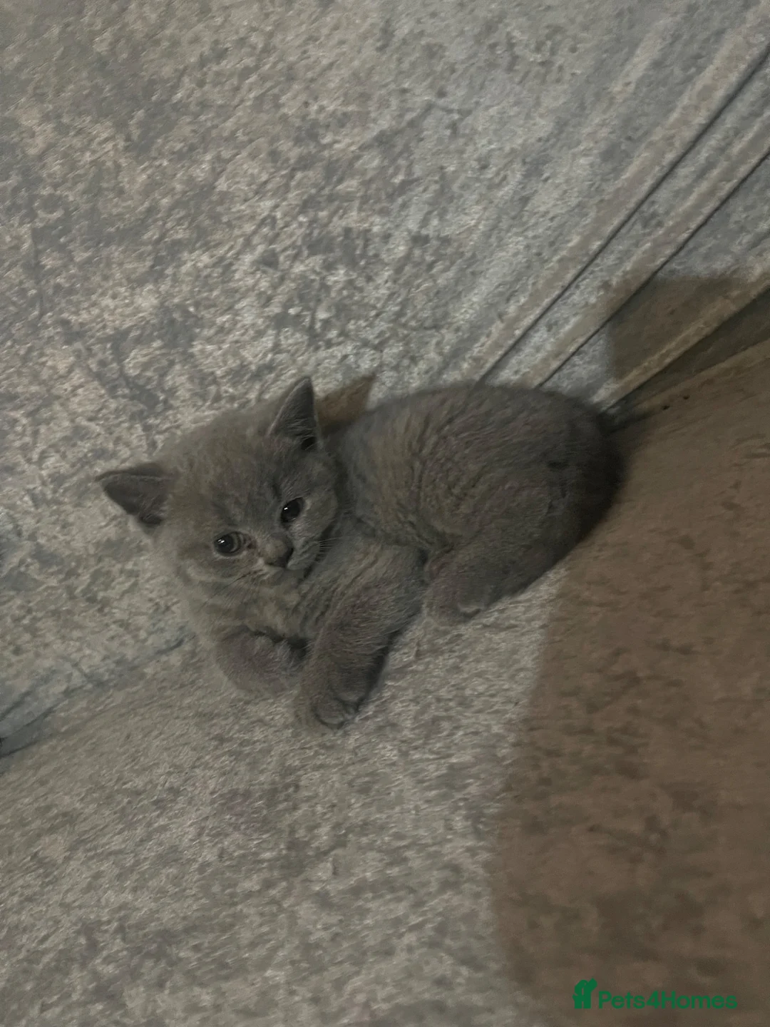 British Shorthair cats for sale: British shorthair kittens for sale  - Advert 5