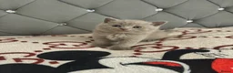 British Shorthair cats for sale: 1British shorthair boy ready go  new home ❤️ - Advert 23